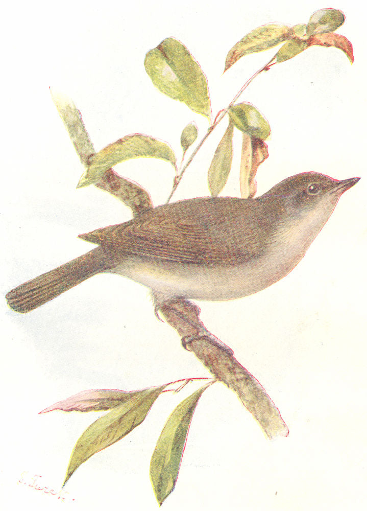 BIRDS. Garden Warbler  1901 old antique vintage print picture